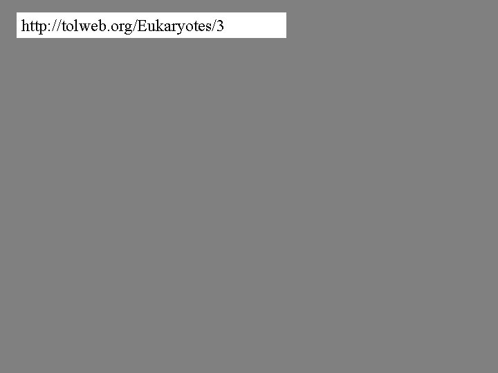 http: //tolweb. org/Eukaryotes/3 