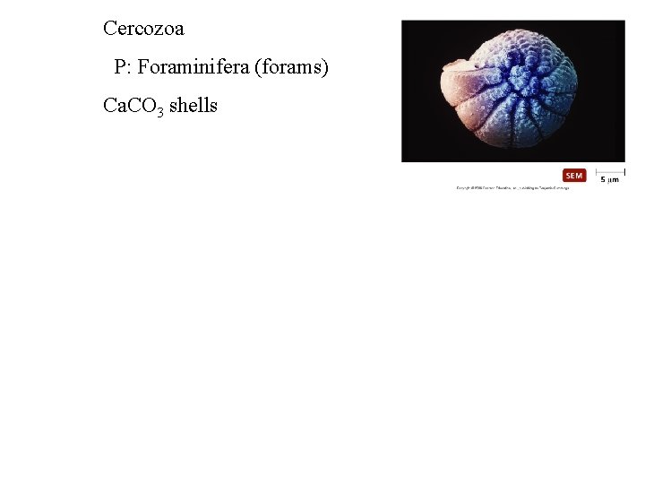 Cercozoa P: Foraminifera (forams) Ca. CO 3 shells 