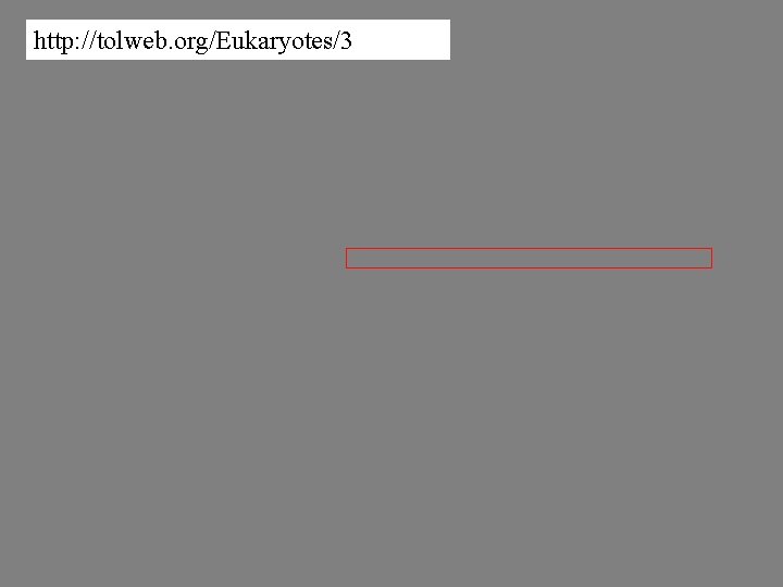 http: //tolweb. org/Eukaryotes/3 
