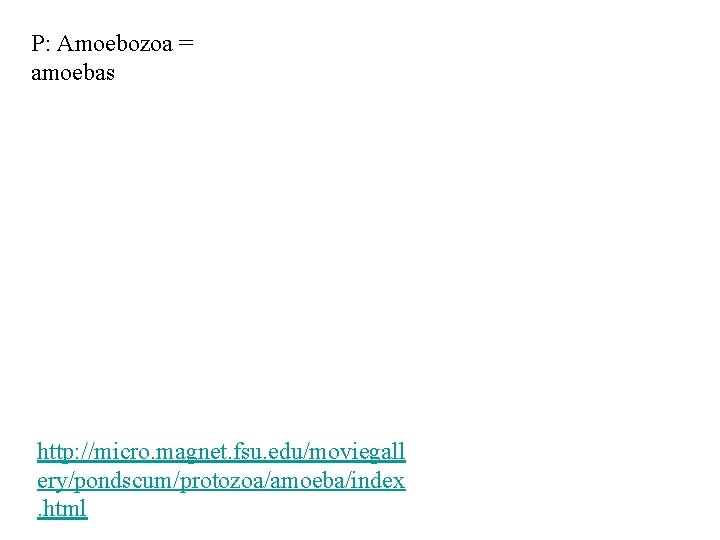 P: Amoebozoa = amoebas http: //micro. magnet. fsu. edu/moviegall ery/pondscum/protozoa/amoeba/index. html 