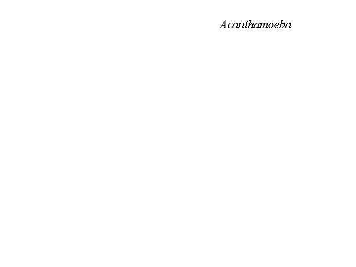 Acanthamoeba 