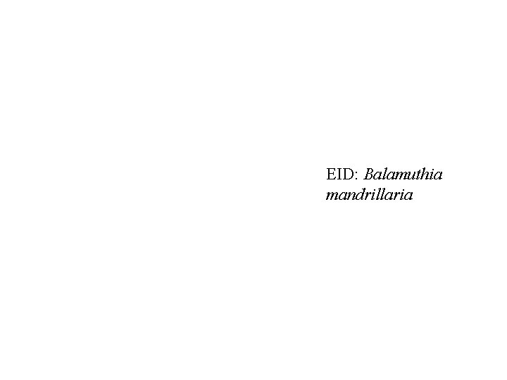 EID: Balamuthia mandrillaria 