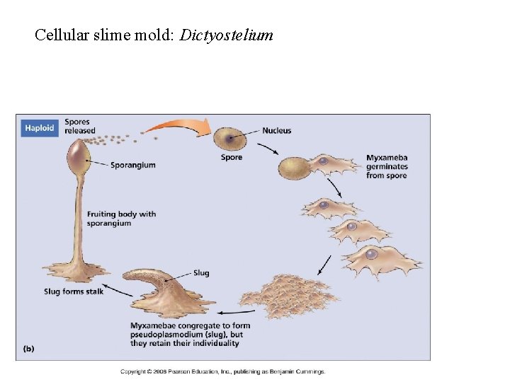 Cellular slime mold: Dictyostelium 