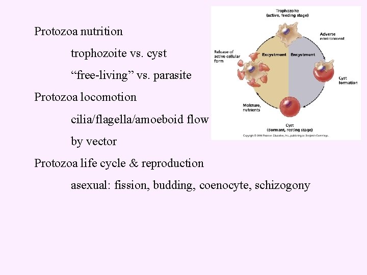 Protozoa nutrition trophozoite vs. cyst “free-living” vs. parasite Protozoa locomotion cilia/flagella/amoeboid flow by vector