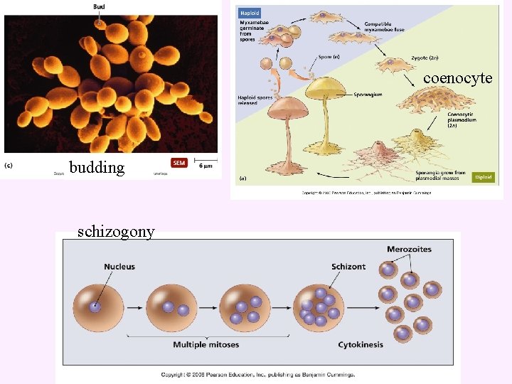 coenocyte budding schizogony 