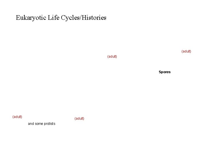 Eukaryotic Life Cycles/Histories (adult) Spores (adult) and some protists 