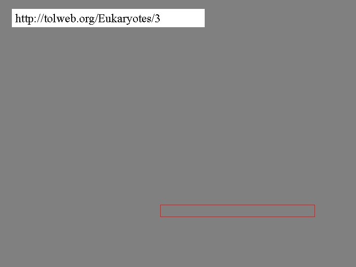 http: //tolweb. org/Eukaryotes/3 