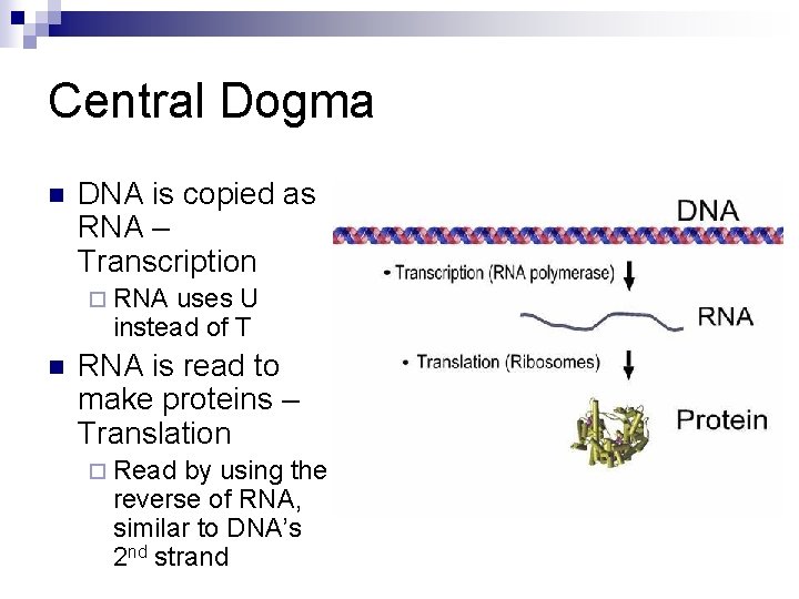 Central Dogma n DNA is copied as RNA – Transcription ¨ RNA uses U