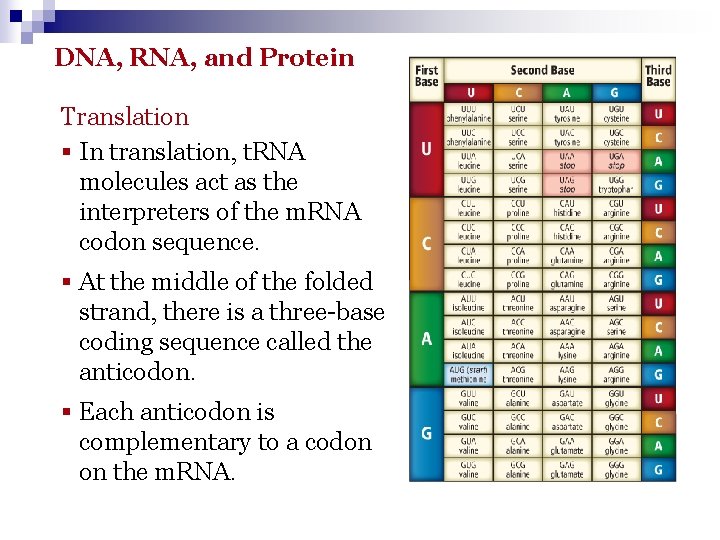 DNA, RNA, and Protein Translation § In translation, t. RNA molecules act as the