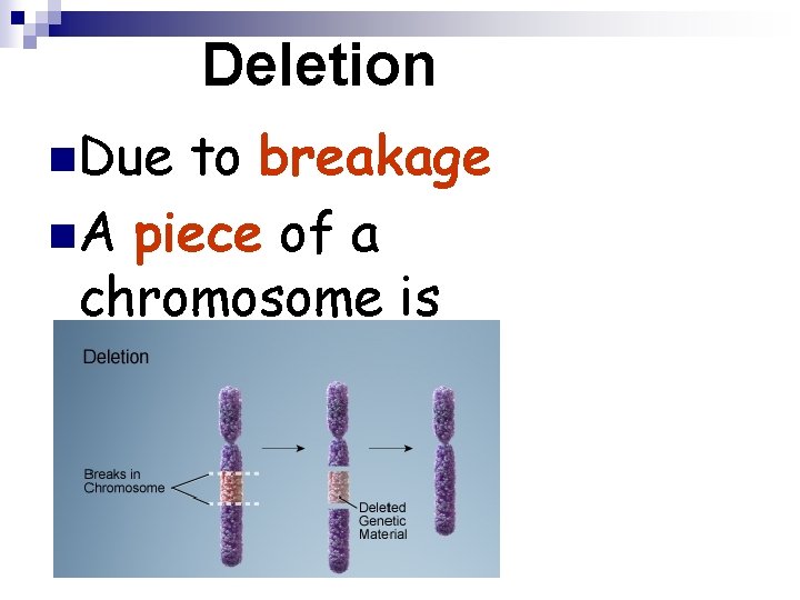 Deletion n. Due to breakage n. A piece of a chromosome is lost 