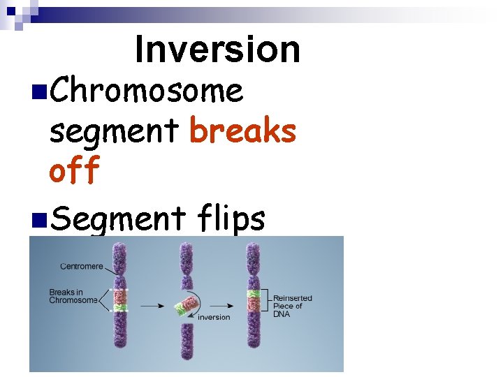 Inversion n. Chromosome segment breaks off n. Segment flips around backwards n. Segment reattaches