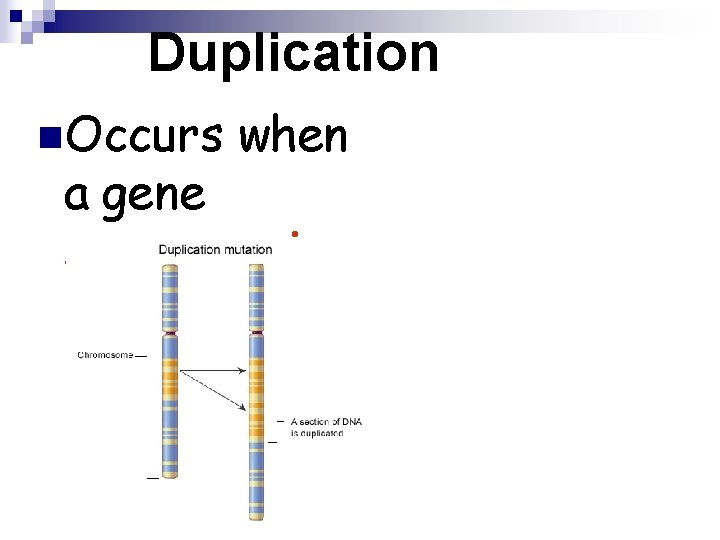 Duplication n. Occurs when a gene sequence is repeated 