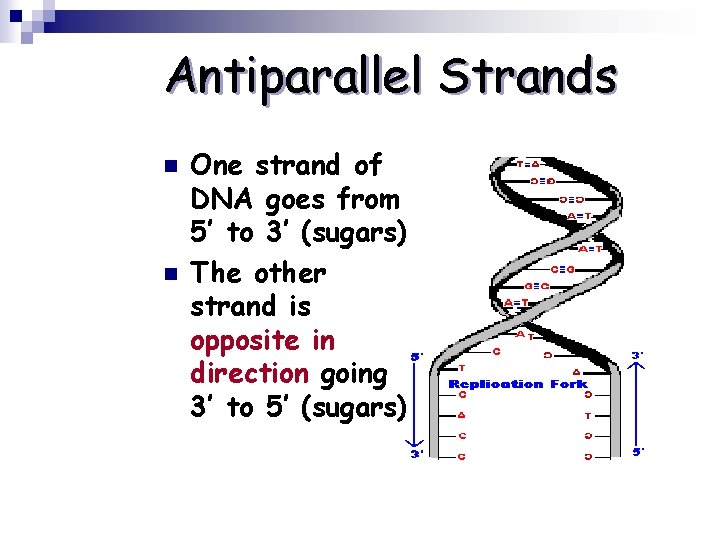 Antiparallel Strands n n One strand of DNA goes from 5’ to 3’ (sugars)