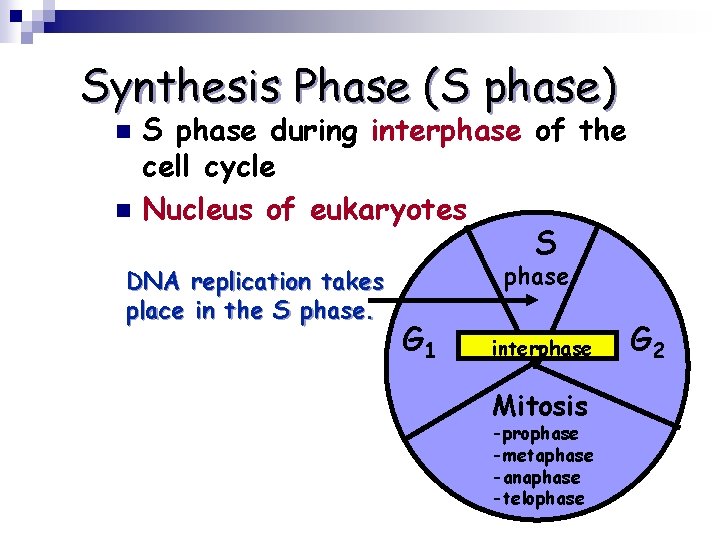 Synthesis Phase (S phase) n n S phase during interphase of the cell cycle