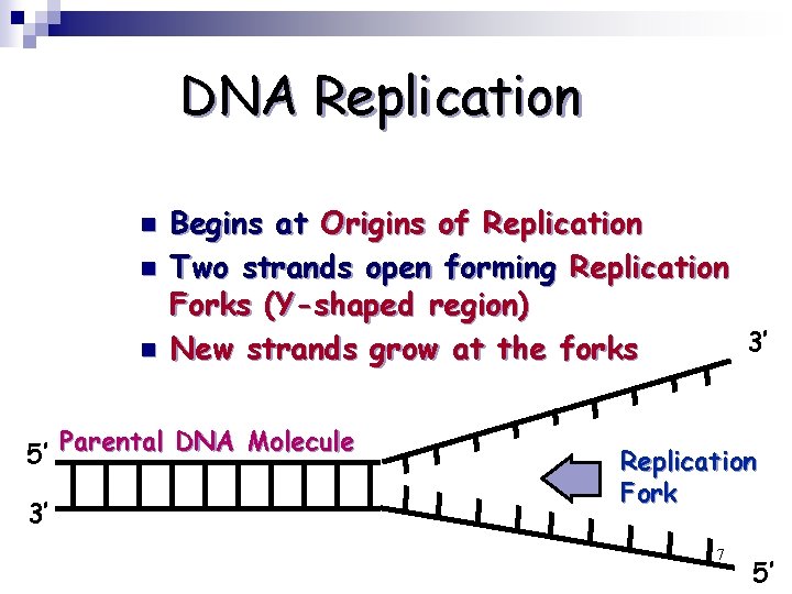 DNA Replication n Begins at Origins of Replication Two strands open forming Replication Forks