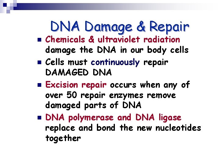 DNA Damage & Repair n n Chemicals & ultraviolet radiation damage the DNA in