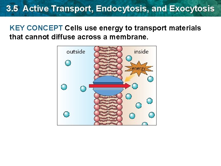 3. 5 Active Transport, Endocytosis, and Exocytosis KEY CONCEPT Cells use energy to transport