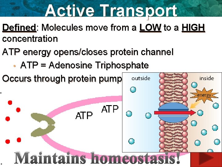 Active Transport Defined: Molecules move from a LOW to a HIGH concentration ATP energy