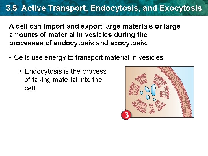 3 5 Active Transport Endocytosis And Exocytosis Key