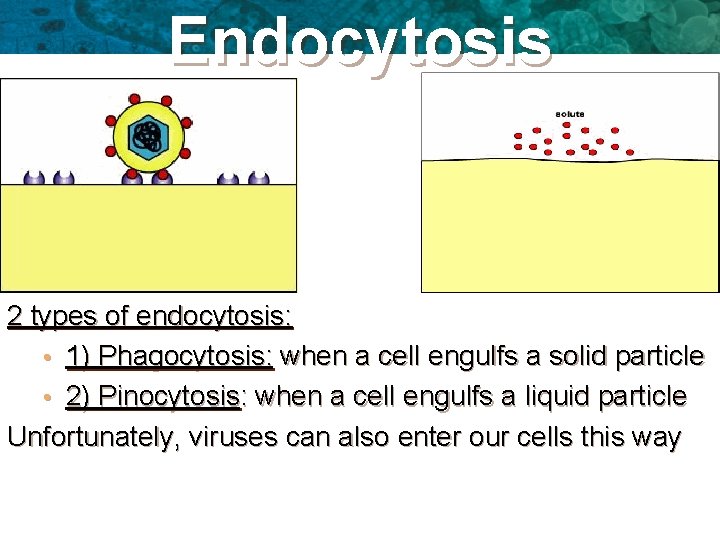 Endocytosis 2 types of endocytosis: • 1) Phagocytosis: when a cell engulfs a solid