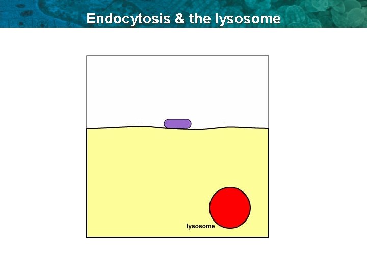 Endocytosis & the lysosome 