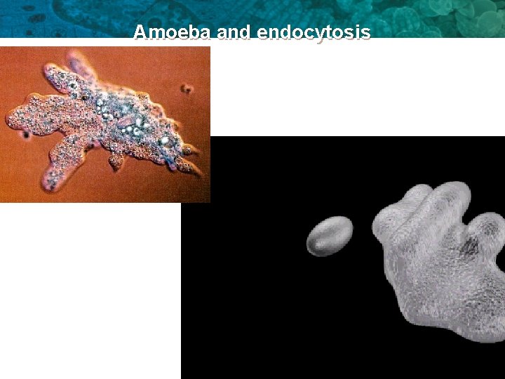 Amoeba and endocytosis 