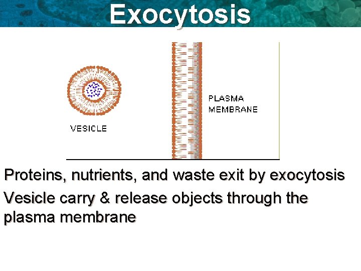 3 5 Active Transport Endocytosis and Exocytosis KEY