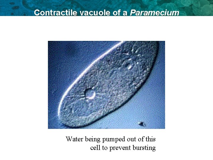 Contractile vacuole of a Paramecium Water being pumped out of this cell to prevent