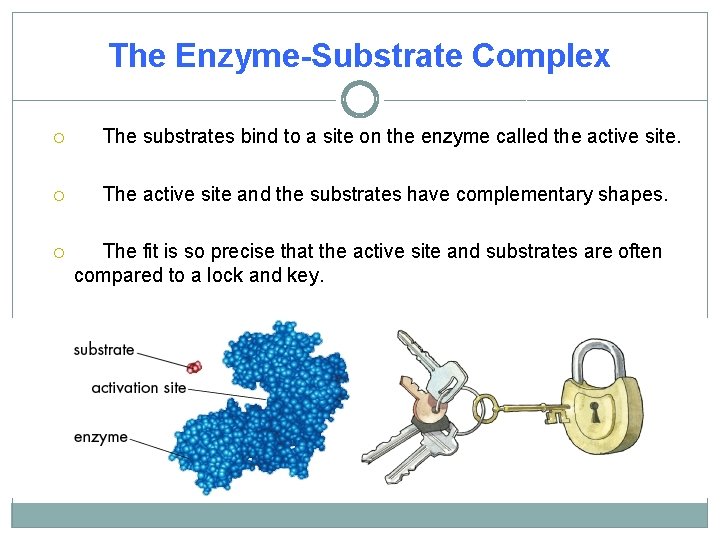 The Enzyme-Substrate Complex The substrates bind to a site on the enzyme called the