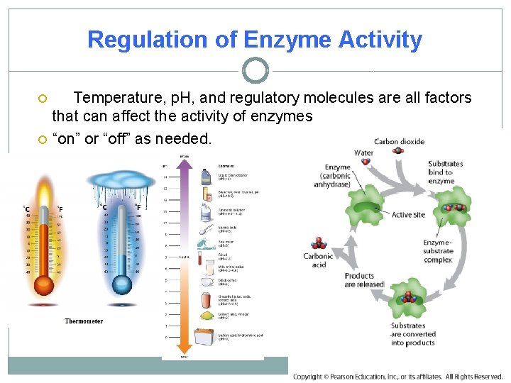 Regulation of Enzyme Activity Temperature, p. H, and regulatory molecules are all factors that