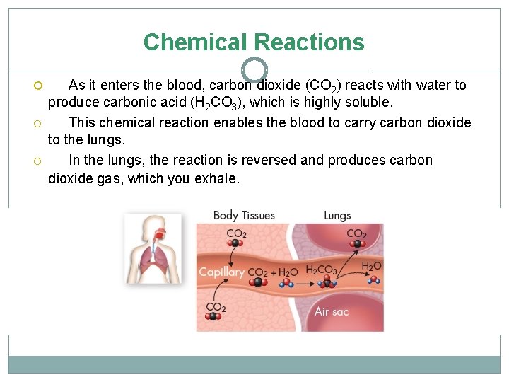 Chemical Reactions As it enters the blood, carbon dioxide (CO 2) reacts with water