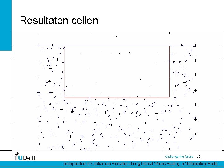 Resultaten cellen Challenge the future 16 Incorporation of Contracture Formation during Dermal Wound Healing: