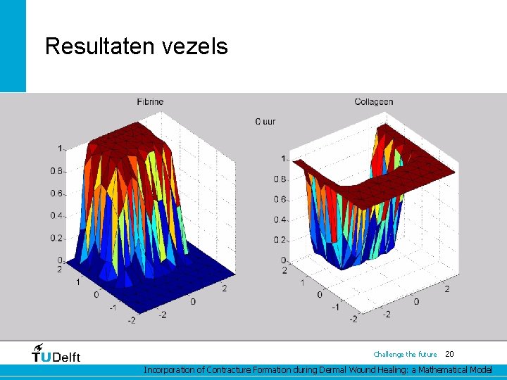 Resultaten vezels Challenge the future 20 Incorporation of Contracture Formation during Dermal Wound Healing: