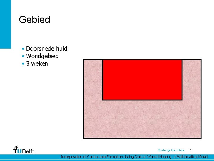 Gebied • Doorsnede huid • Wondgebied • 3 weken Challenge the future 4 Incorporation