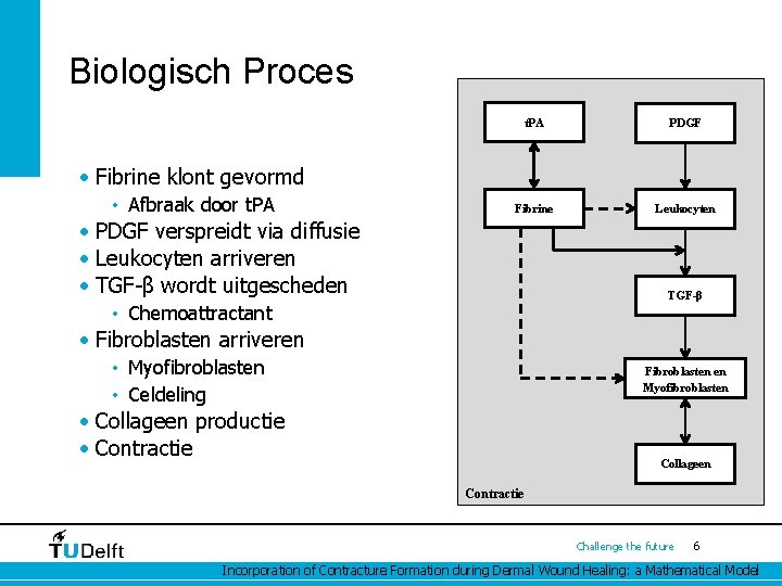 Biologisch Proces t. PA PDGF Fibrine Leukocyten • Fibrine klont gevormd • Afbraak door