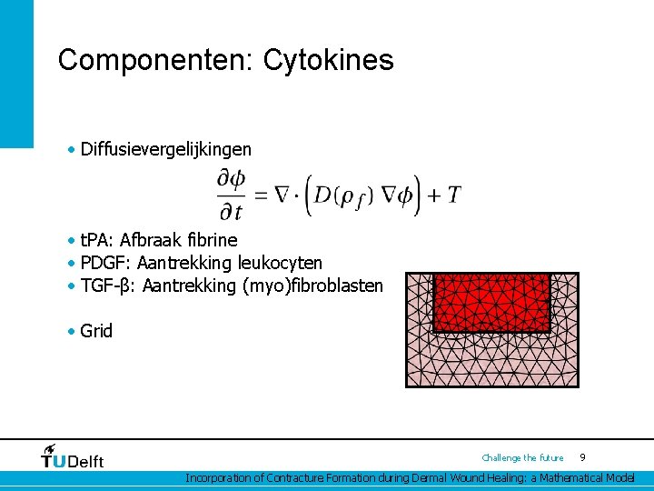 Componenten: Cytokines • Diffusievergelijkingen • t. PA: Afbraak fibrine • PDGF: Aantrekking leukocyten •