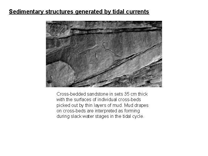 Sedimentary structures generated by tidal currents Cross-bedded sandstone in sets 35 cm thick with