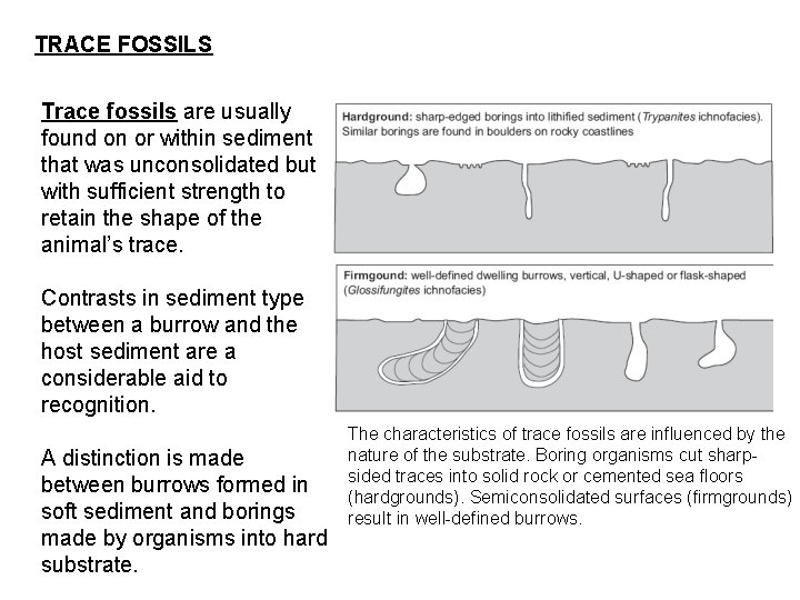 TRACE FOSSILS Trace fossils are usually found on or within sediment that was unconsolidated