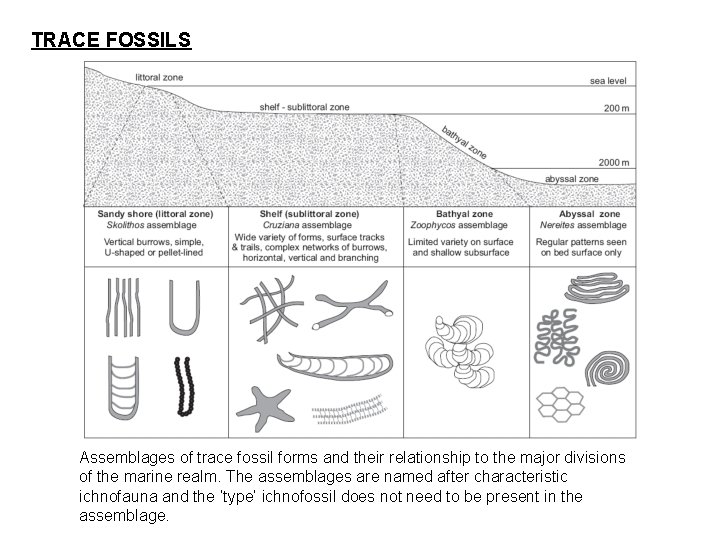 TRACE FOSSILS Assemblages of trace fossil forms and their relationship to the major divisions