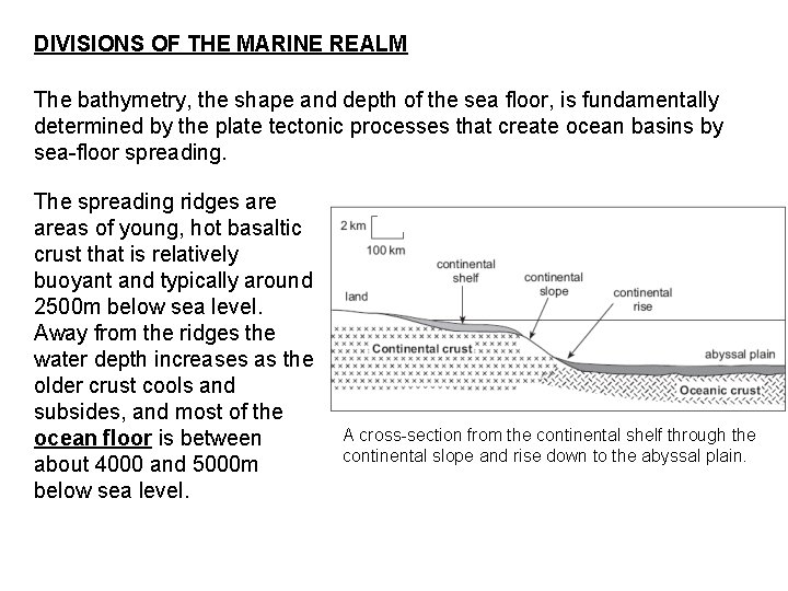 DIVISIONS OF THE MARINE REALM The bathymetry, the shape and depth of the sea