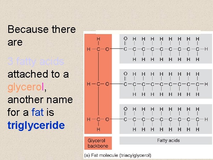 Because there are 3 fatty acids attached to a glycerol, another name for a