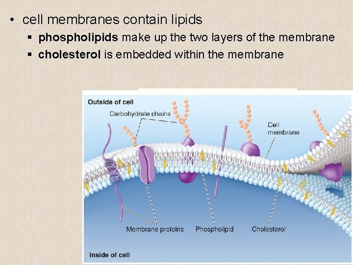  • cell membranes contain lipids § phospholipids make up the two layers of