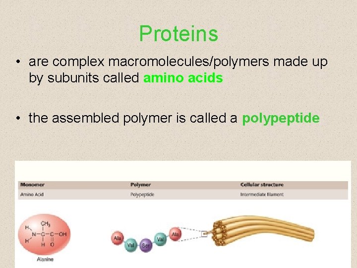 Proteins • are complex macromolecules/polymers made up by subunits called amino acids • the