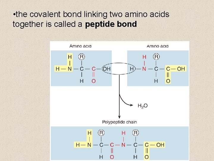  • the covalent bond linking two amino acids together is called a peptide