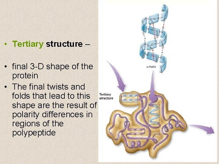  • Tertiary structure – • final 3 -D shape of the protein •