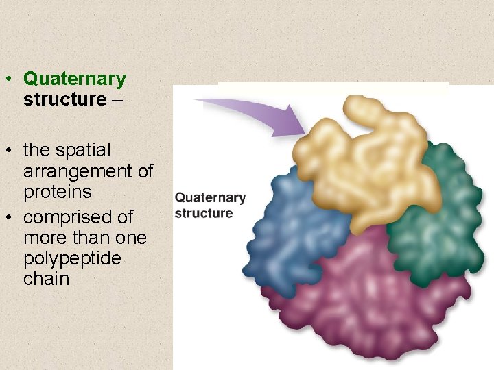  • Quaternary structure – • the spatial arrangement of proteins • comprised of