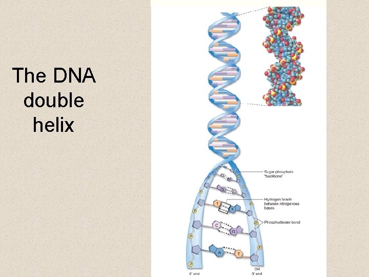 The DNA double helix 