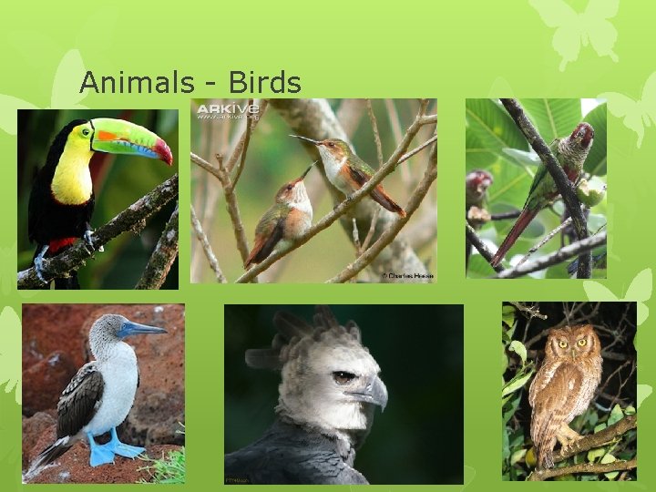 Animals - Birds Animals - Birds