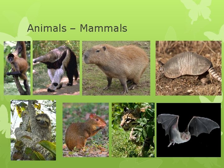 Animals – Mammals Animals – Mammals