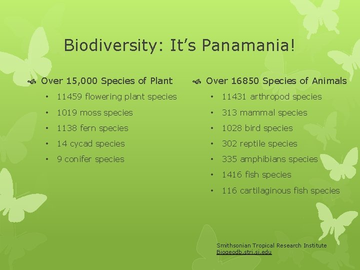 Biodiversity: It’s Panamania! Over 15, 000 Species of Plant Over 16850 Species of Animals Biodiversity: It’s Panamania! Over 15, 000 Species of Plant Over 16850 Species of Animals